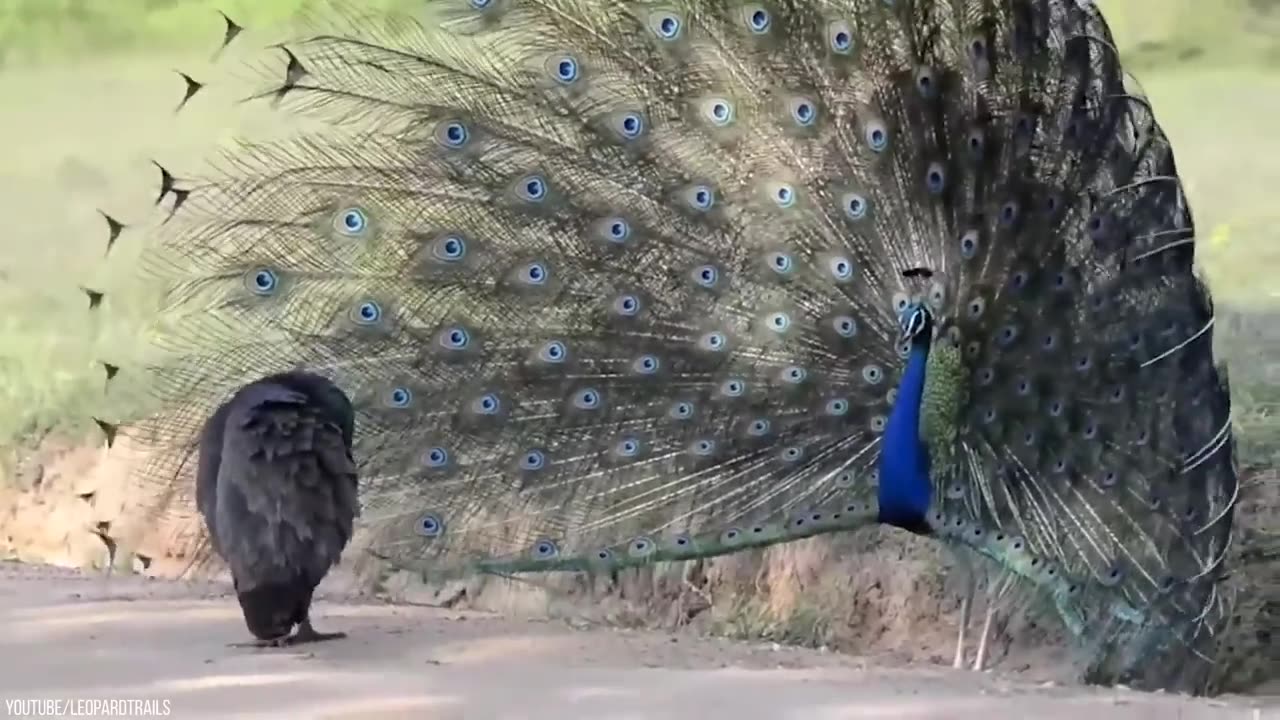 25 Birds With The Best Mating Dances In The World