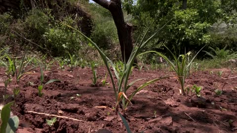 Chinese farmers struggle in the heat as reservoir shrinks