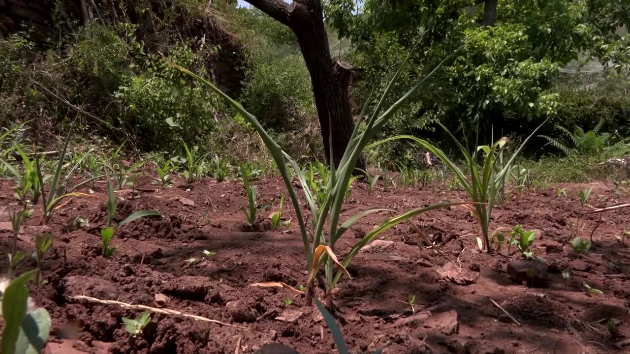 Chinese farmers struggle in the heat as reservoir shrinks