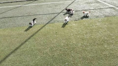 Baby Cats Playing In Futbol Ground