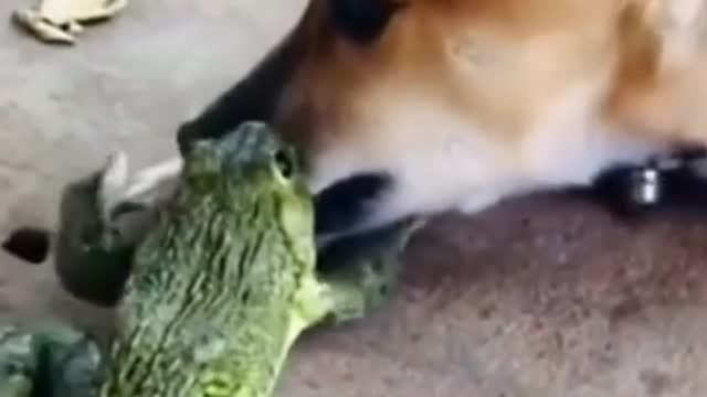 The frog playing with the dog
