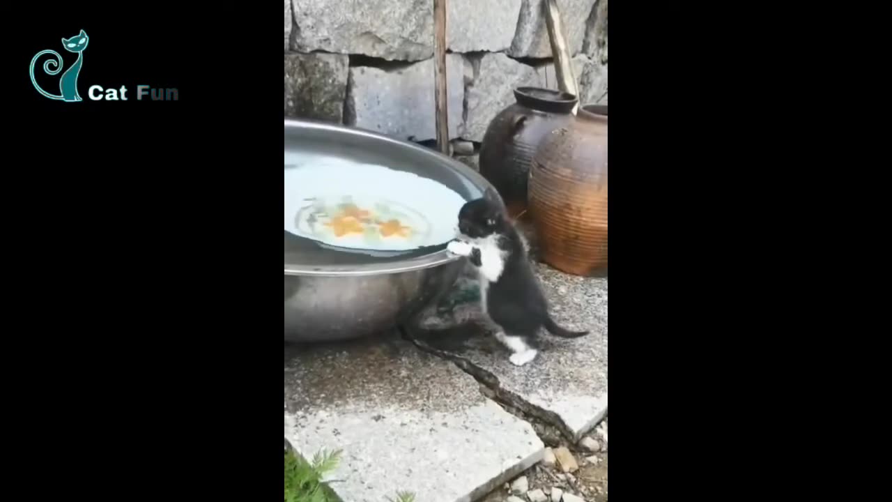 Funny cat videos funny cats video cute cat