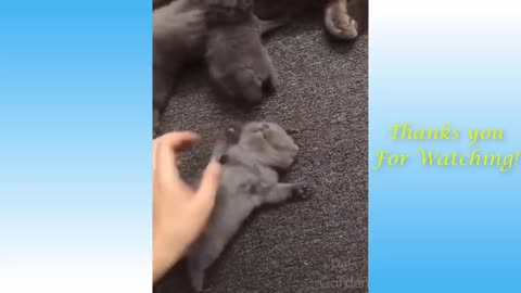 Cute Cats and Funny Dogs Videos Compilation