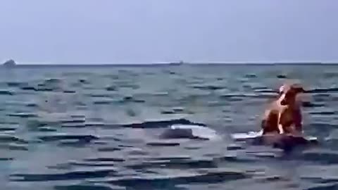 🐬 Dolphin rescues dog from sea after falling from boat! 🌊🐕