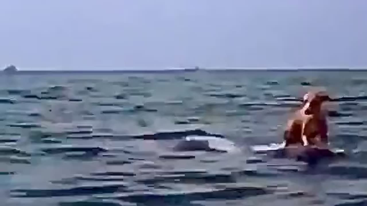 🐬 Dolphin rescues dog from sea after falling from boat! 🌊🐕