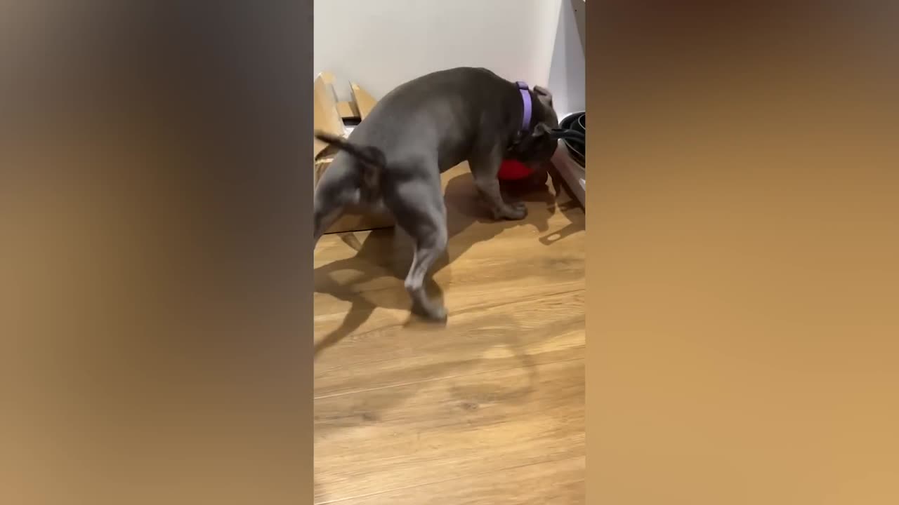 Best Funny Animal Videos Of The 2023 🤣 - Funniest Cats And Dogs Videos 😺😍