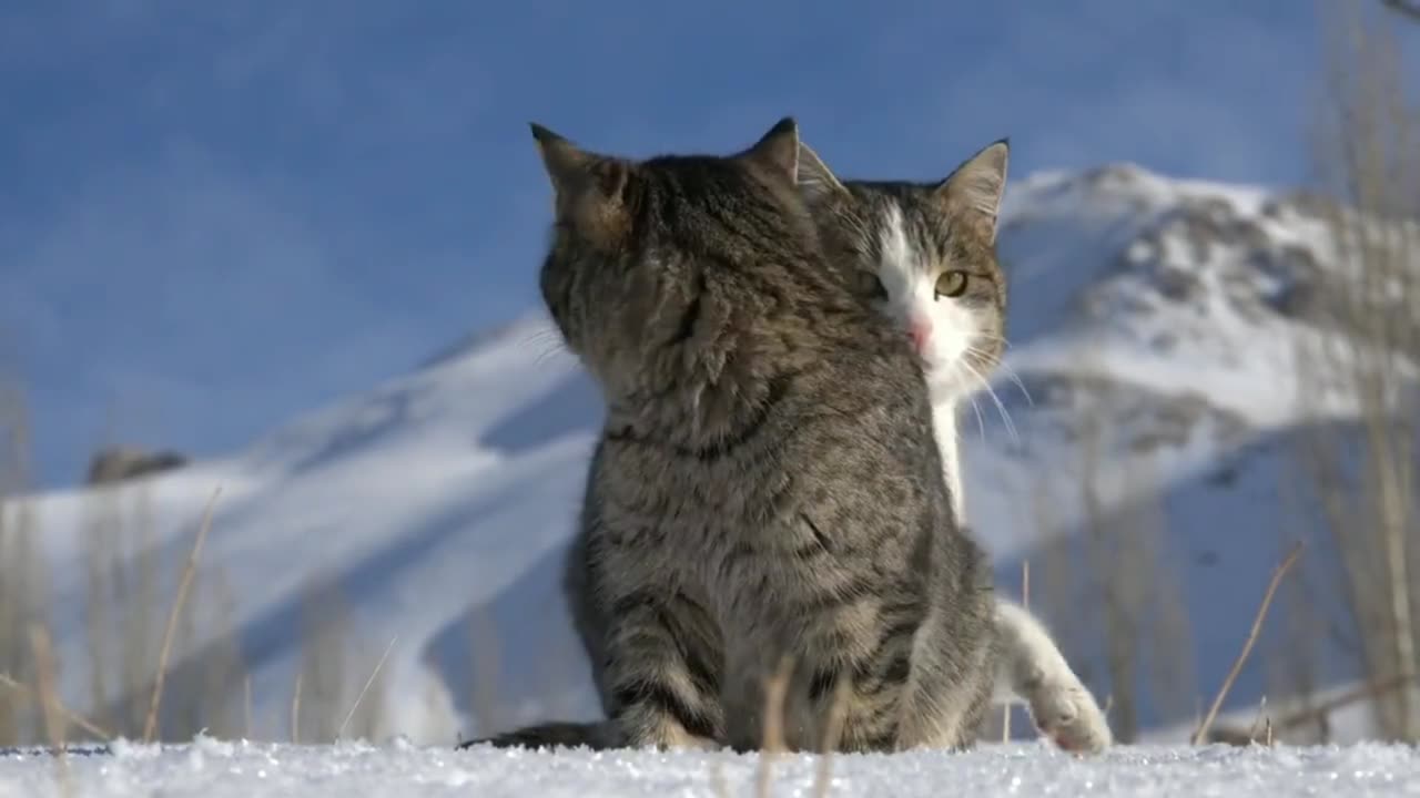 cat on snow