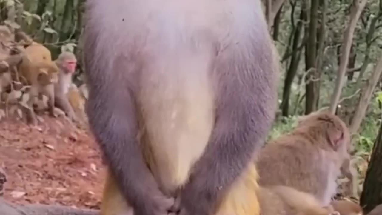 funny monkeys best commedy video