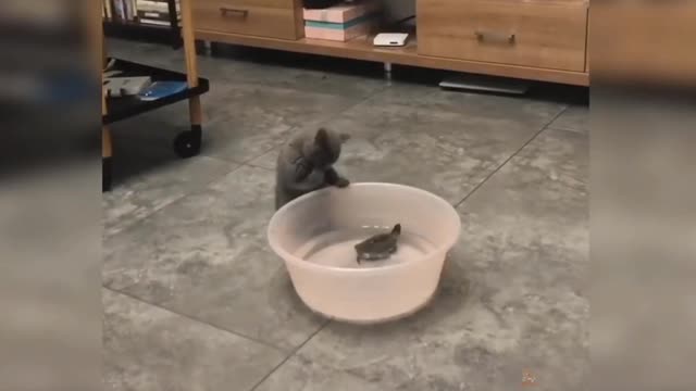 Cute kittens and cats compilation--3