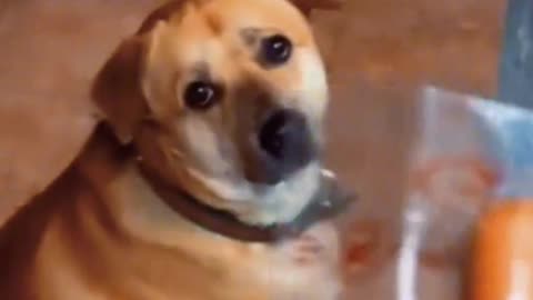 Should be: Do you want to? Dog: Mmm! Dogs