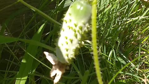 Cucumber