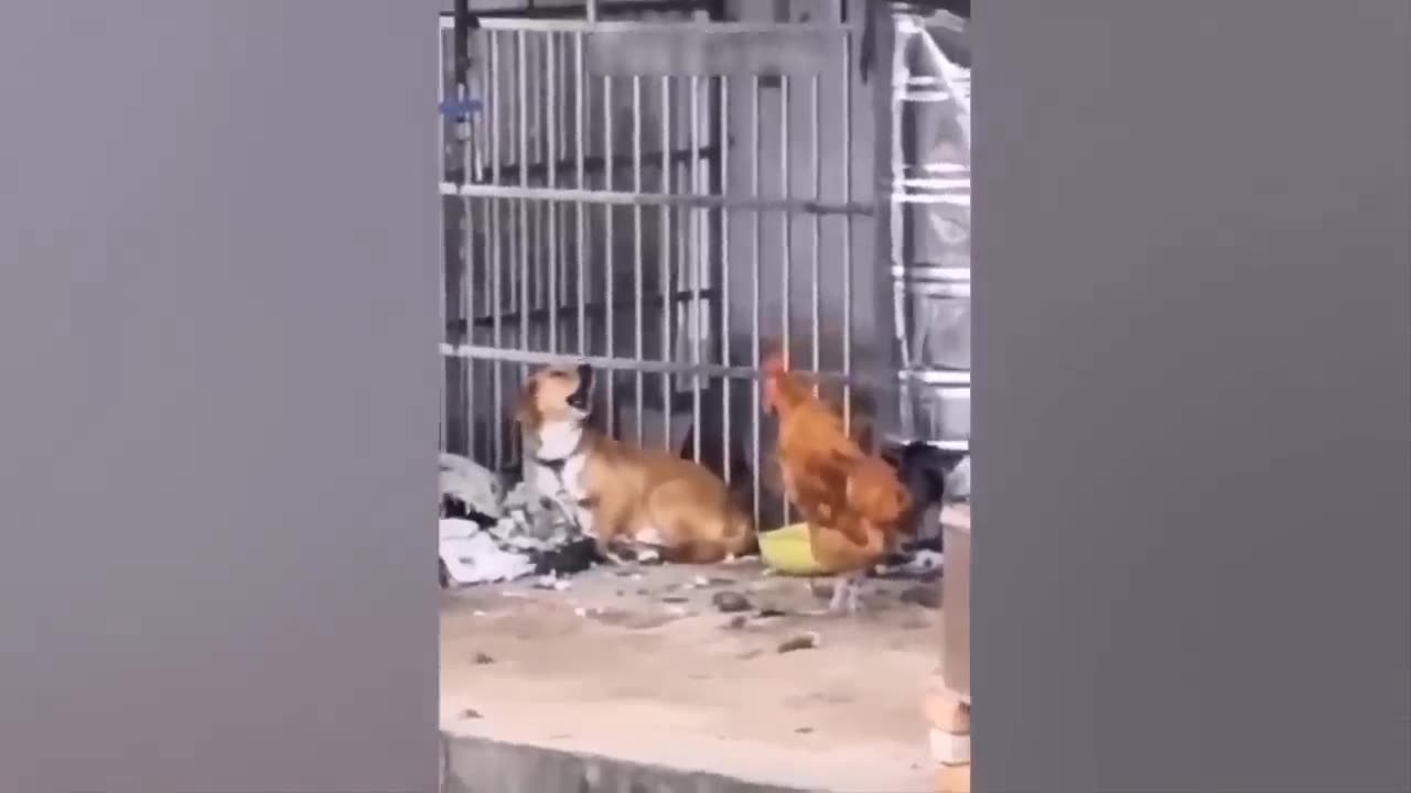 FUN HIT CAT