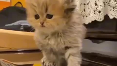 Amazing cat 🐈 trending video