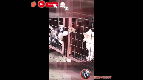 Cute and funny pets compilation