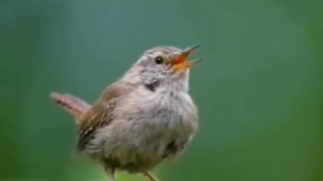 Is it calling for its companions? Is she still singing? ,