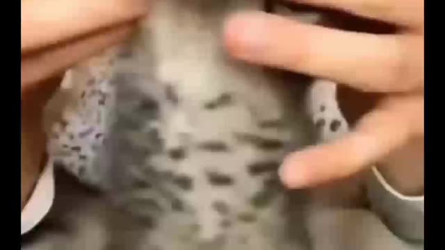 Cute Babycat video