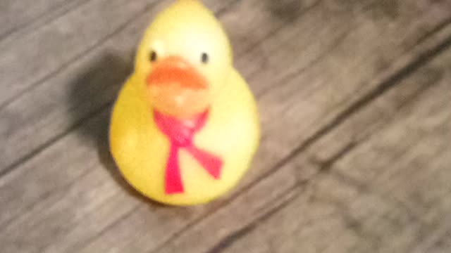 FUN FACT! Ducks can have Acne.