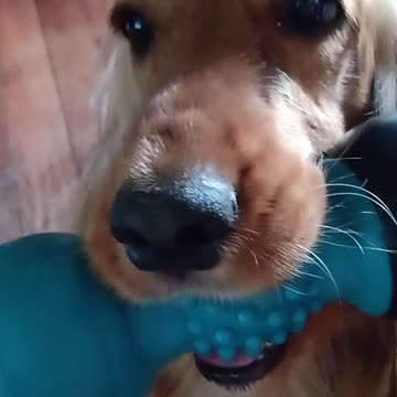 #beautifuldog, #dog, #cute, #animals