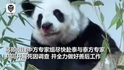 Lin Hui, a giant panda in Thailand, unfortunately passed away