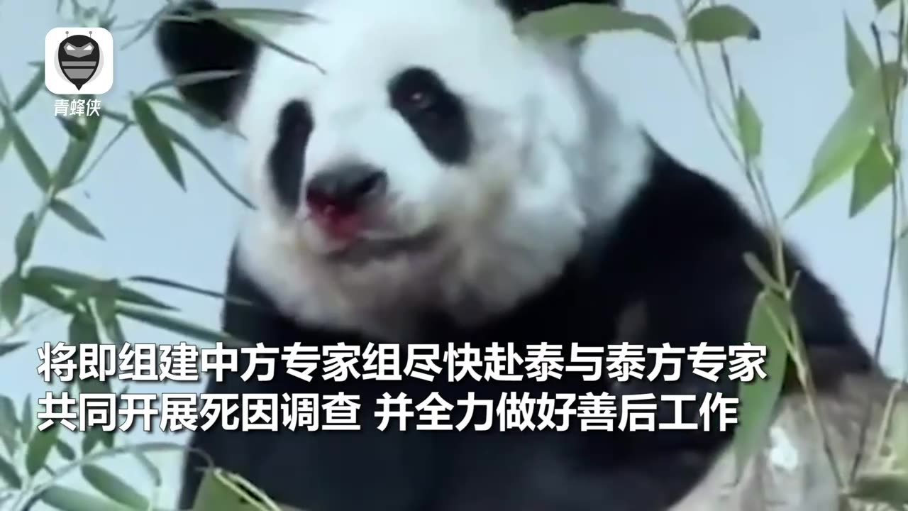 Lin Hui, a giant panda in Thailand, unfortunately passed away