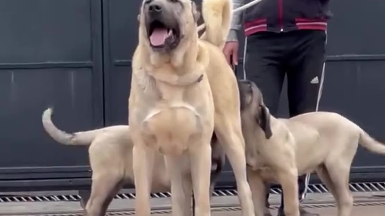 Unveil the world of Kangal Dogs – the epitome of strength and loyalty! 🌟#dogs #animals