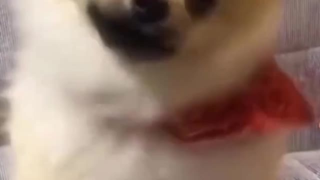 most funniest cute dogs and cats in the world funny🐶🐈🥰😂