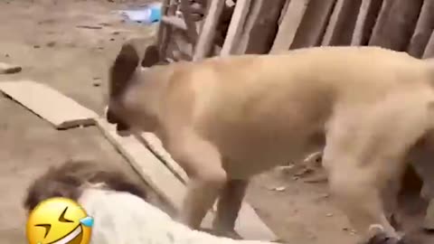 Funny animals