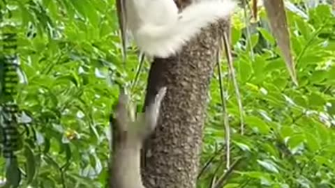 Funny Animal Videos.