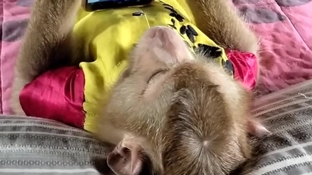 Monkey Watch Phone Video