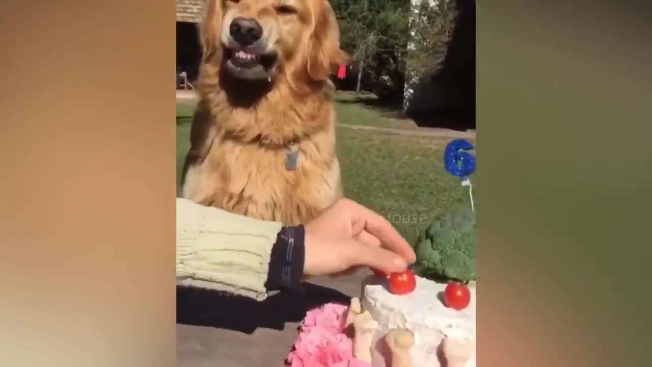 Dog Reaction to Cutting Cake 🤣 - Funny Dog Cake Reaction Compilation | Pets House