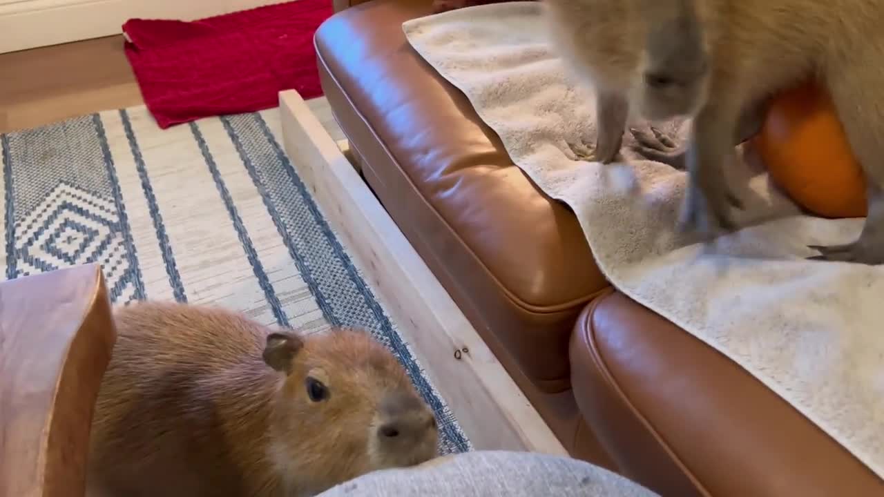 Capybara vs Piglet (Quandale Dingle Dies)9