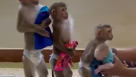 Monkeys wearing clothes