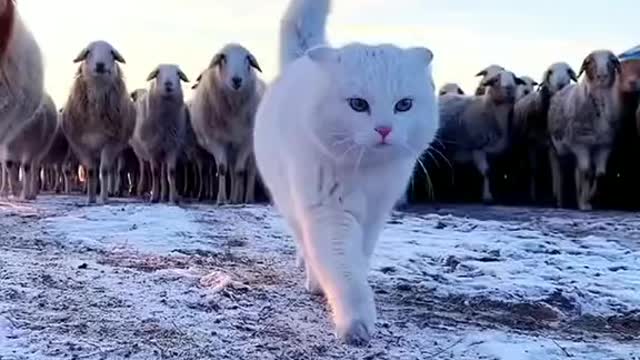 Cute and funny Cat Walking like models😻 | Cat