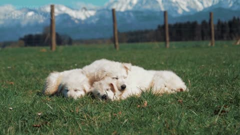 The Fascinating World of Canine Science, From Dog Bonding, Behavior and More!