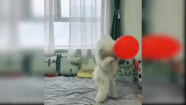 My dog play with balloon