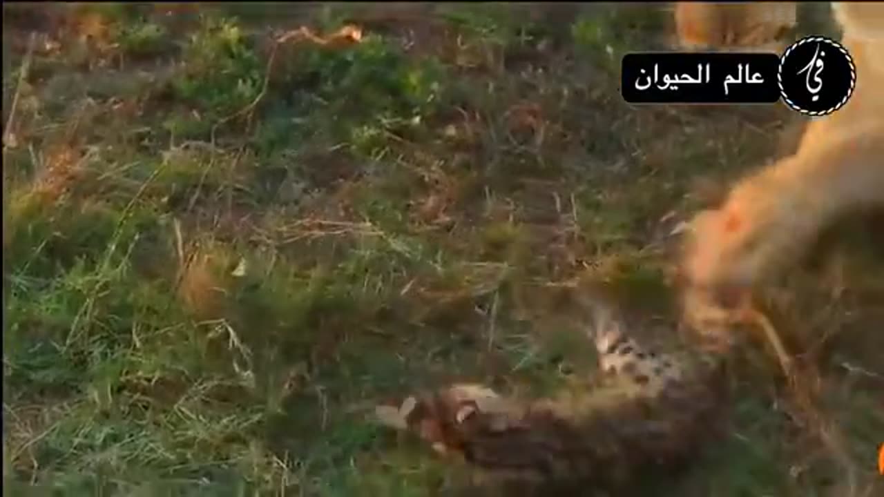 lions hunt Baby leopard