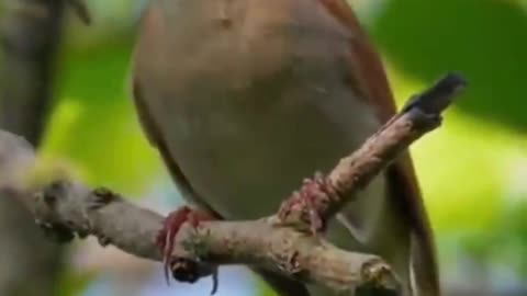 These birds sing in a beautiful symphony.