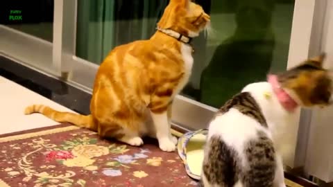 Funny cats & kittens meowing compilation