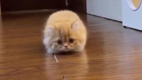Cute Kittens Doing Funny Things
