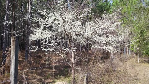 What kind of tree? SPRING North Florida