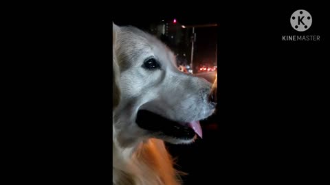 Curious dog in the car || #shorts | #YouTubeShorts || #DrBubbles