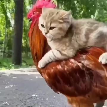 The cat and your parents 😂😂😂