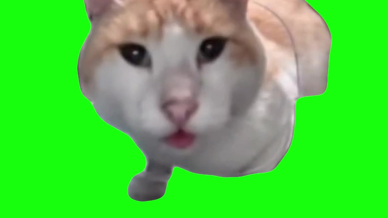 Cat Eating Then Looking Up | Mr. Fresh | Green Screen