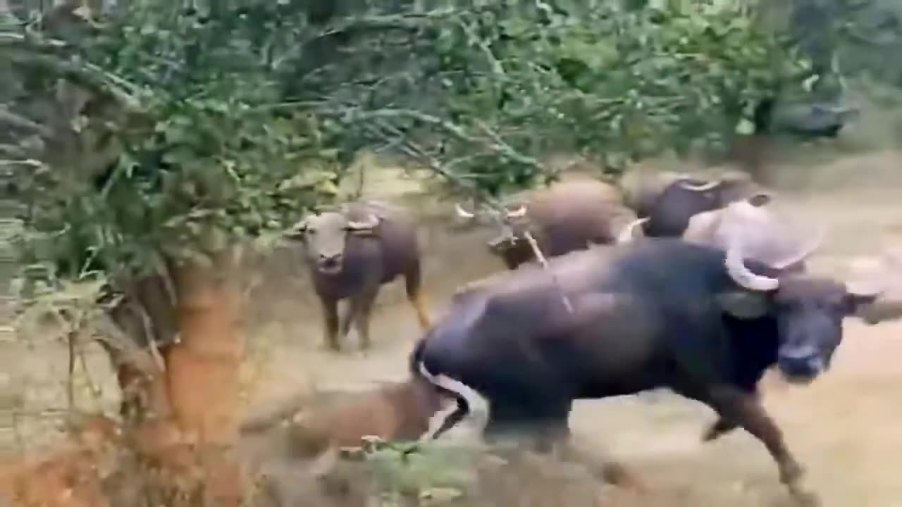 hunting wild animal attack