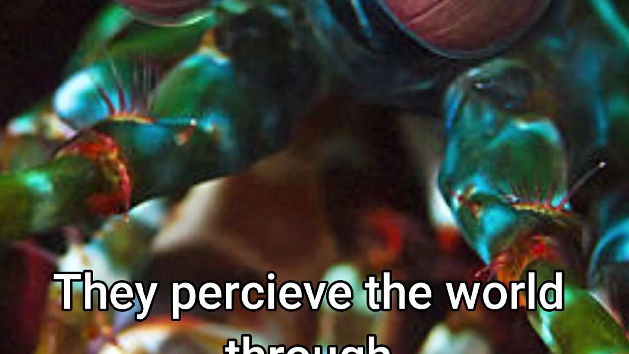 Mantis Shrimp - The Strongest Punch In The Animal Kingdom