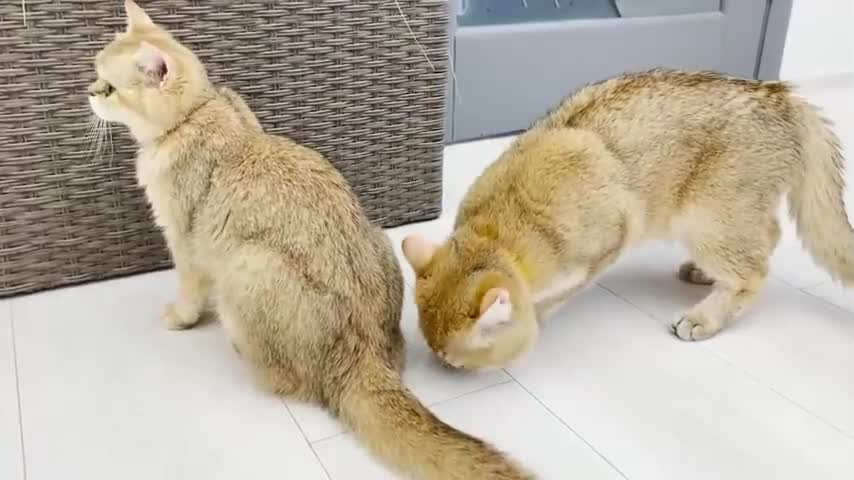 Why are there two now - dad cat meets adopted kitten, mom cat explains to him who it is