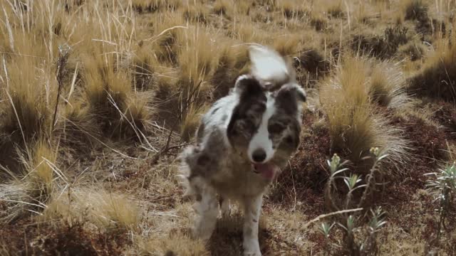 The dog is playing in grass so cute 🥰 videos