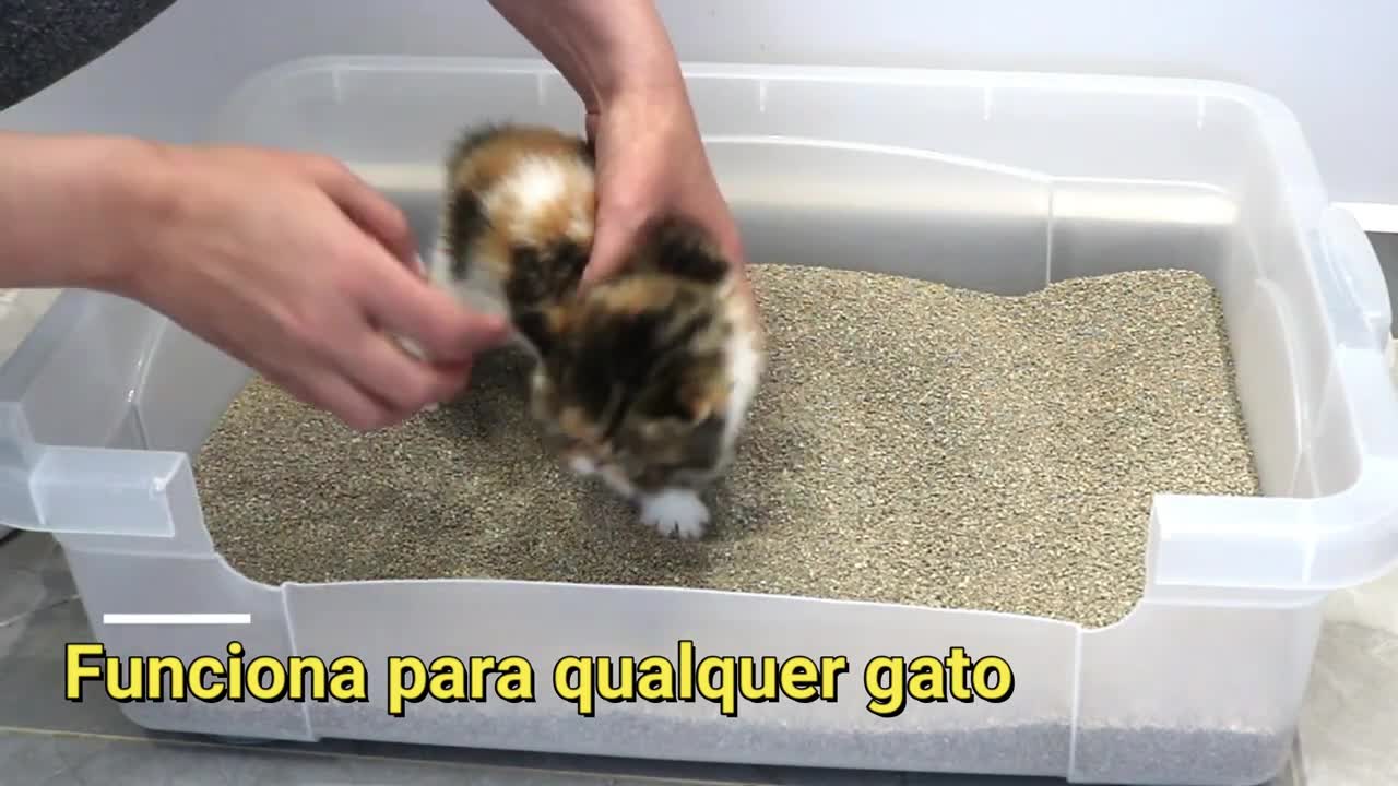 Como ensinar o gato usar a caixa de areia - Gatil Hauser