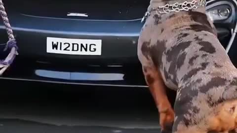 Sweet pitbull dog trending viral vedio#short