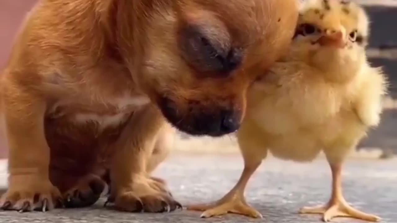 Dog and pets video